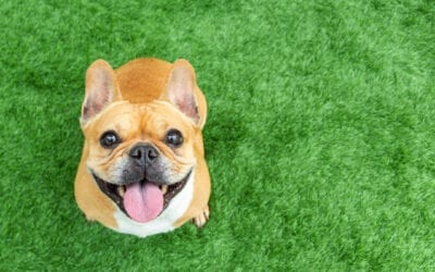 Pets and Prenups: What about Fido?