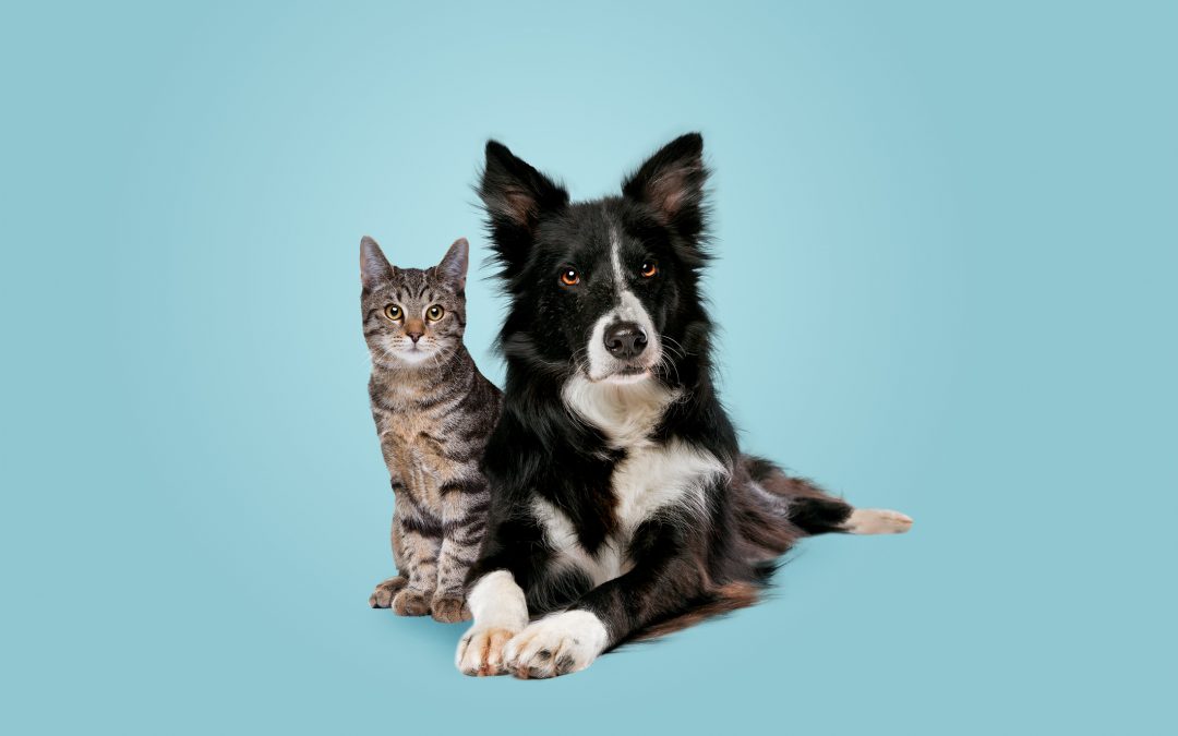 Are you a dog or cat person? (Dogs are better)