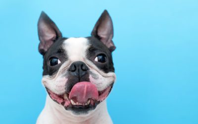 A Pet Prenup: How To Protect Your Fur Baby If Your Relationship Goes To The Dogs