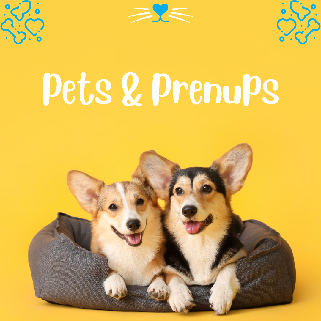 prenups and pets