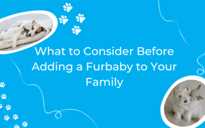 What to Consider Before Adding a Furbaby to Your Family