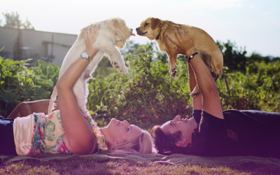 Pet Prenups: How To Protect Your Dog