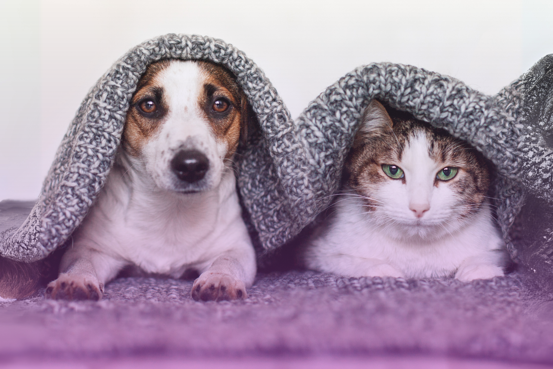 A happy dog and cat sitting peacefully side-by-side, representing harmonious pet arrangements.