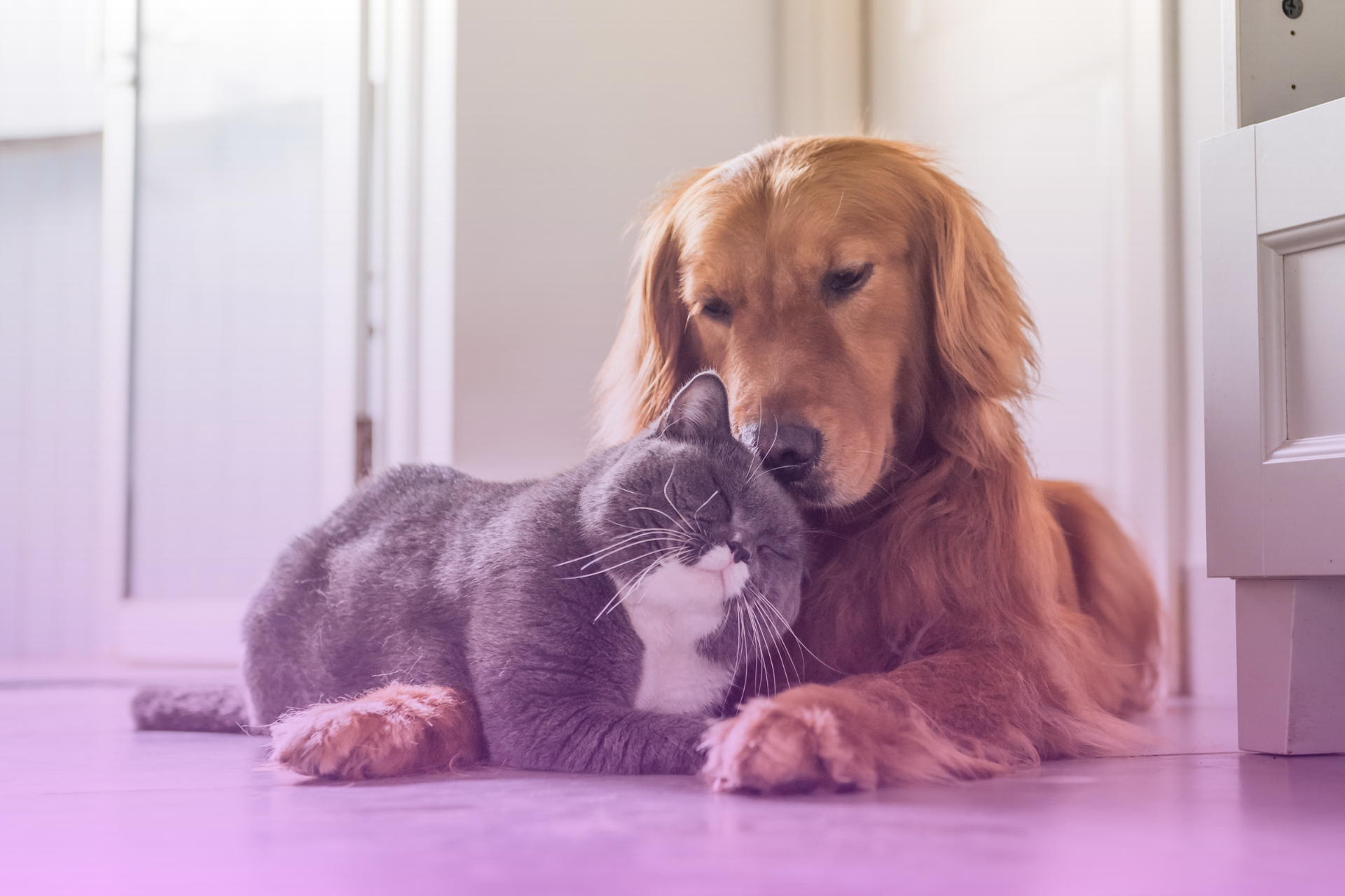 A dog and cat sitting calmly next to each other, representing a harmonious resolution for pets.