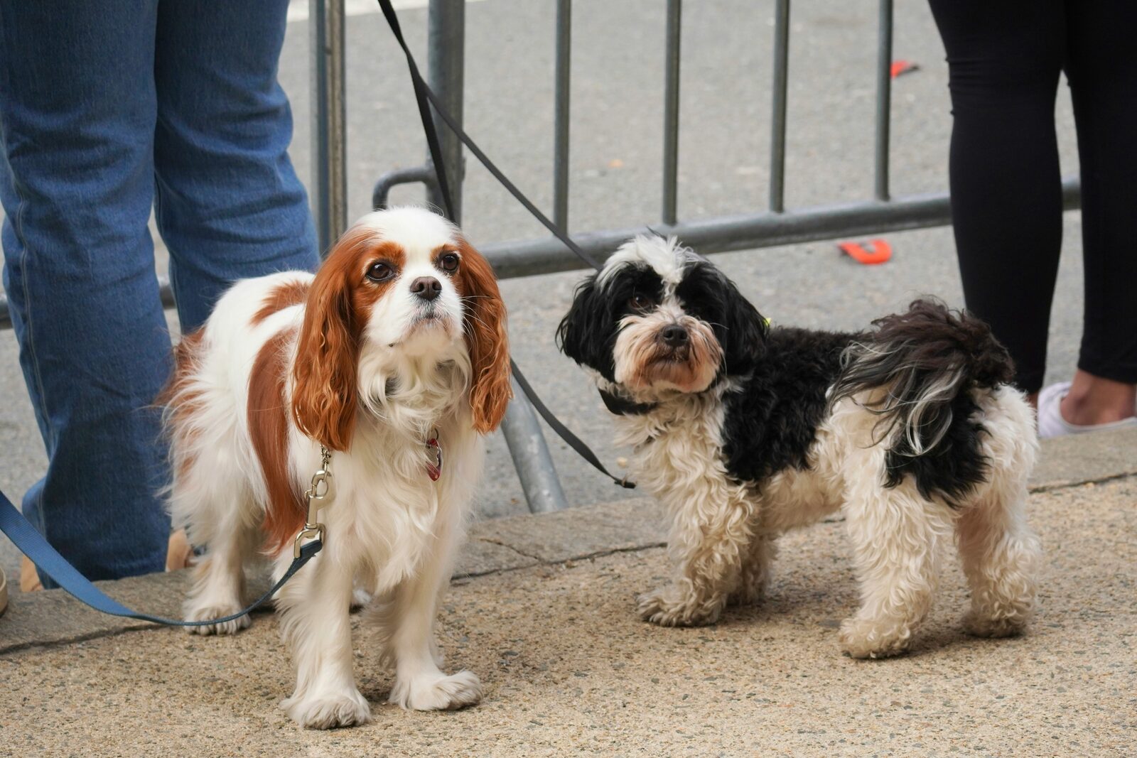 Two small dogs on a leash on a Massachusetts city street, a reminder that a prenup can cover pets