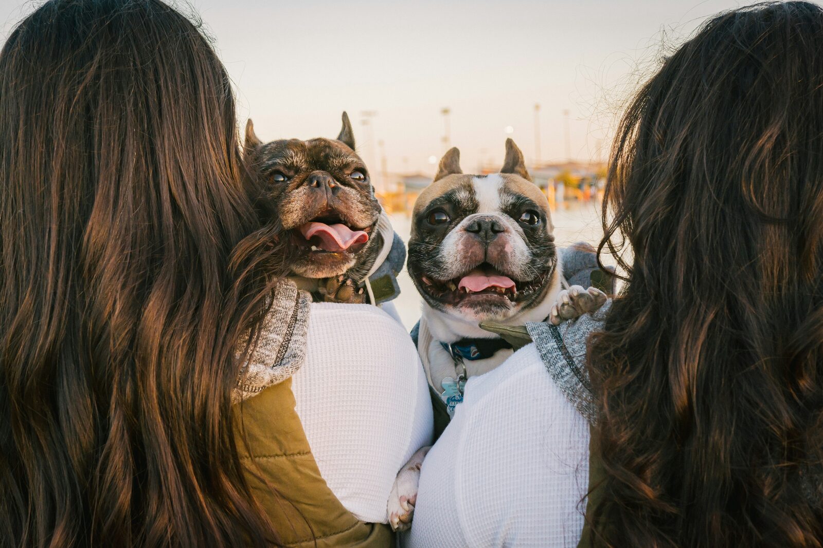 Georgia couple with their French bulldogs in a candid moment after completing their prenup