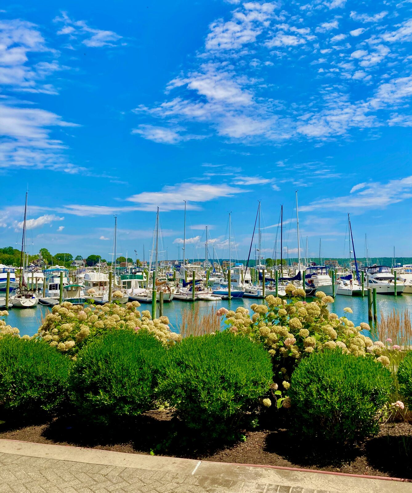 Sailboats and hydrangeas at a Connecticut Gold Coast yacht club harbor in summer